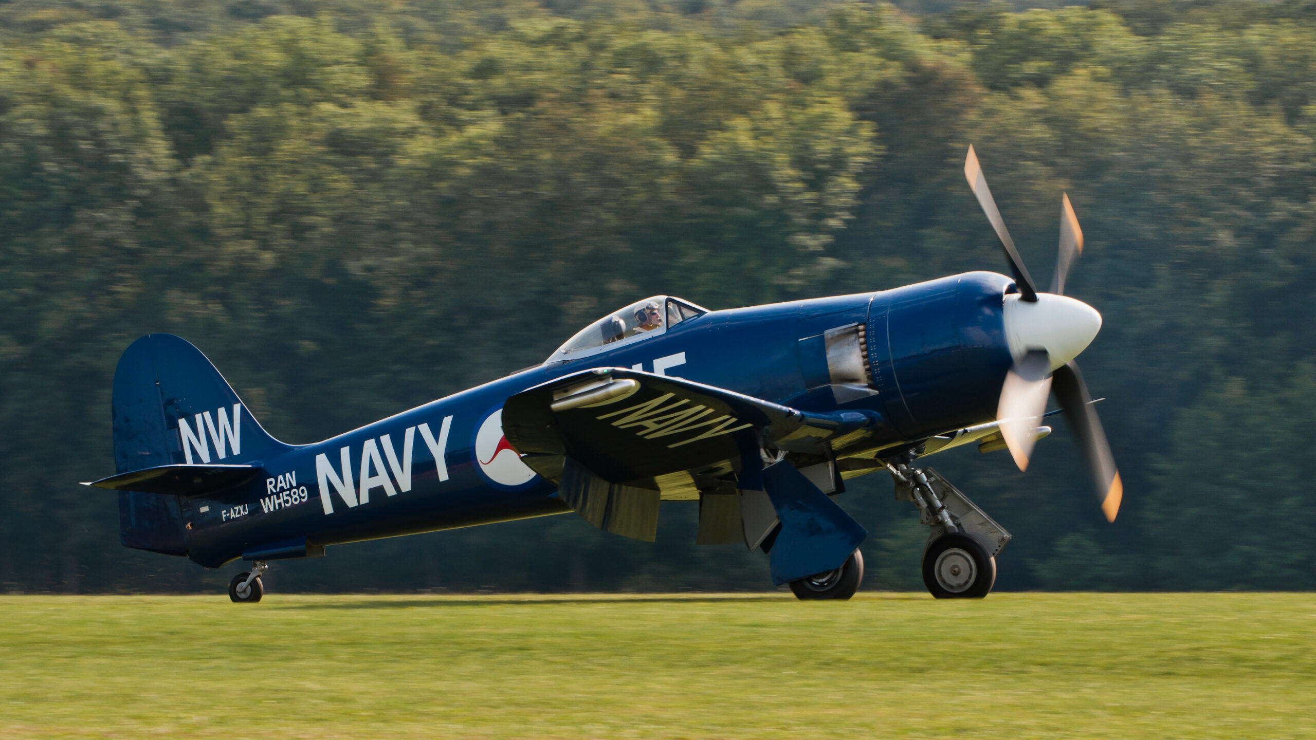 Hawker Sea Fury naval fighter with radial engine taxiing at an airshow